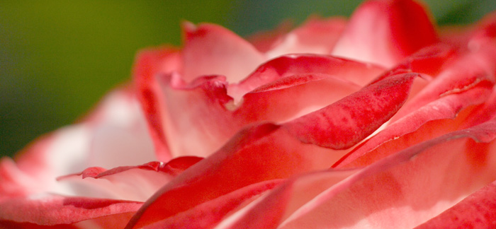 Alla hjärtans dag en höjdare för blommor på nätet