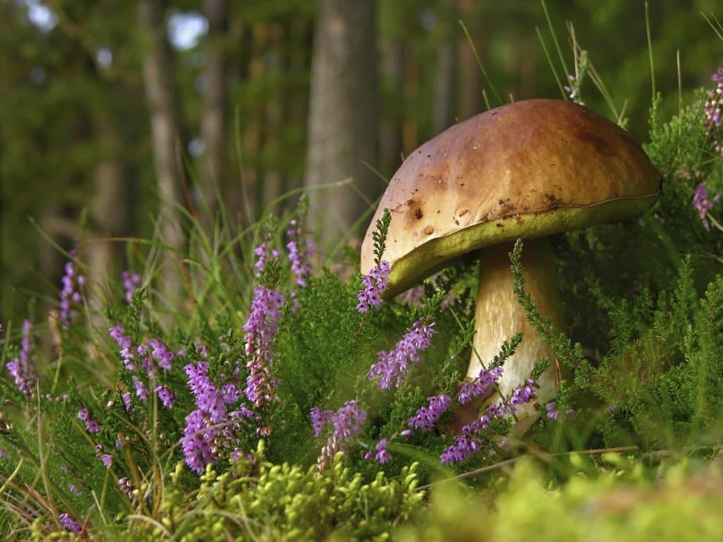 Svamp i paketet ska göra insats för miljön